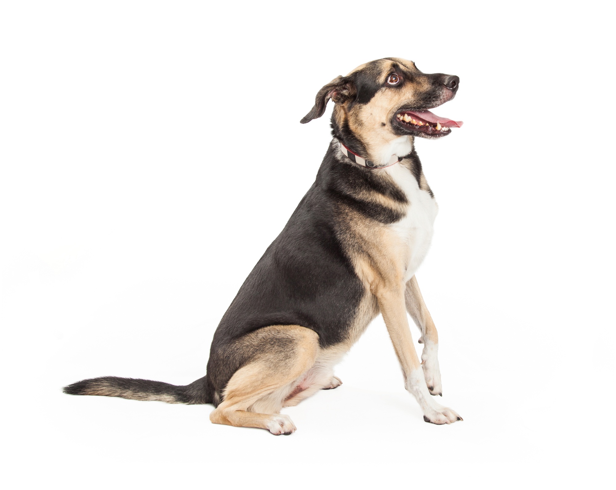 Profile of German Shepherd Cross